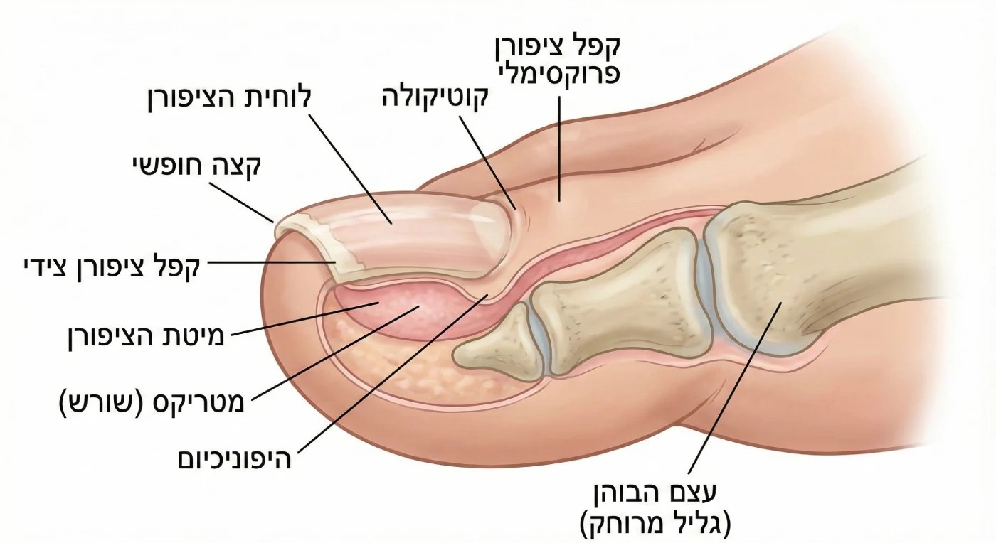 האנטומיה של הציפורניים
